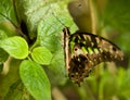 Butterfly resting on tropical leaf Royalty Free Stock Photo