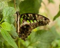 Butterfly resting on tropical leaf Royalty Free Stock Photo