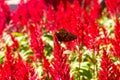 A butterfly rests on a beautiful blooming red celosia