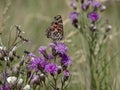 Butterfly on flower at Villa de Merlo, San Luis, Argentina