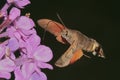 Butterfly reveler ( Macroglossum stellatarum ) Royalty Free Stock Photo