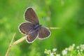 Butterfly Reverdin\'s blue sitting on the grass blade. Plebejus argyrognomon Royalty Free Stock Photo