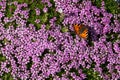 Butterfly on Rock jasmine