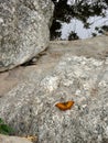 Butterfly on the rockn the waterfall