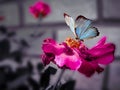 BUTTERFLY ON ROSE BLUR BACKGROUND