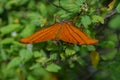 Butterfly - Ruddy Daggerwing - front view