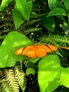 Orange butterfly green leaves Royalty Free Stock Photo