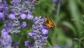 The butterfly\'s presence on the lavender flower