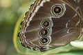 Butterfly`s wing macrophotography natire closeup details macro butterfly landscape flowers love peace