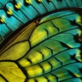 Butterfly s wing texture