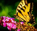 A Butterfly& x27;s Wings