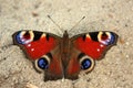 Butterfly in the sand