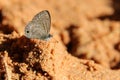 Butterfly on sand, The Tailless Lineblue. Royalty Free Stock Photo