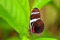 Butterfly, Sara Longwing in aviary in Florida