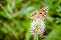 Butterfly sat on a flower. Royalty Free Stock Photo