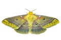 Butterfly (Saturnidae) 8 Royalty Free Stock Photo