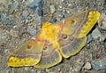 Butterfly (Saturnidae) on ground 2 Royalty Free Stock Photo