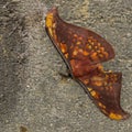 Butterfly Saturniidae lying on the rock (Sumatra, Indonesia)