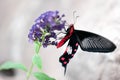 Butterfly (Scarlet mormon female)