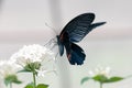 Butterfly (Scarlet mormon male)