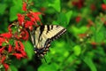 Butterfly on Scarlet Sage