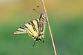 Butterfly - Scarse swallowtail ( Iphiclides podalirius) Royalty Free Stock Photo