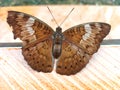 The butterfly scientific name is Tanaecia Pelea
