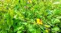 Butterfly in scorpian island chappala nature Royalty Free Stock Photo