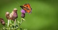 A Butterfly and the Scottish Thistle