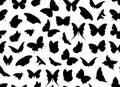 Butterfly seamless isolated