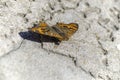 Butterfly seen from above Royalty Free Stock Photo