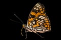 Butterfly (Sephisa dichroa) 10 Royalty Free Stock Photo