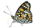 Butterfly (Sephisa dichroa) 25 Royalty Free Stock Photo