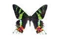 Butterfly series - Urania ripeus (Madagascar)
