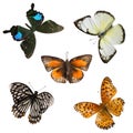 Butterfly set collection Royalty Free Stock Photo