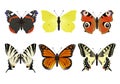 Butterfly set. Butterfly Collection. Royalty Free Stock Photo