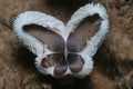 Butterfly-shaped edible coprinopsis lagopus mushroom