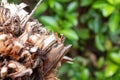 Butterfly shell native to Argentina called Paysandisia archon devouring palm trees left abandoned after taking flight