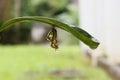 Butterfly in shiny golden pupa with water drop; Chrysalis