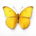Minimal Retouching: Orange Sulphur Butterfly On White Background