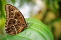 Butterfly from side with closeup wings on green leaf