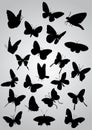 Butterfly silhouette