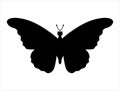 Butterfly silhouette vector art white background