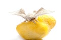 Butterfly of silkworm over yellow cocoon on white