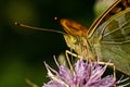 Butterfly Silver-washed Fritillary Argynnis paphia Royalty Free Stock Photo