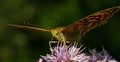 Butterfly Silver-washed Fritillary Argynnis paphia Royalty Free Stock Photo