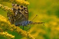 Butterfly Silver-washed Fritillary Argynnis paphia in close-up Royalty Free Stock Photo