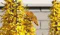 Butterfly Silver-washed Fritillary, Argynnis paphia on ligularia flower. Royalty Free Stock Photo