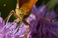 Butterfly Silver-washed Fritillary Argynnis paphia Royalty Free Stock Photo