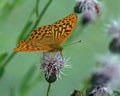 Butterfly Silver-washed Fritillary Argynnis paphia Royalty Free Stock Photo